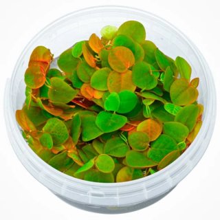 Phyllanthus Fluitans Plantas Acuario Flotantes