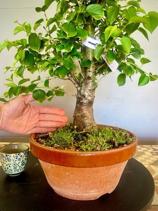 Bonsái Cerezo