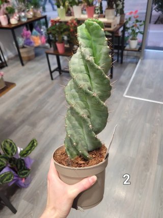 Cactus cereus spiralis