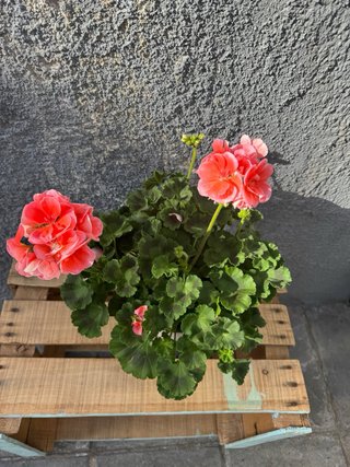Geranios Mixtos 30cm Maceta 14cm
