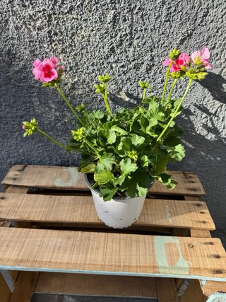 Geranios Mixtos 30cm Maceta 14cm