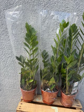 Zamioculca 65 cm