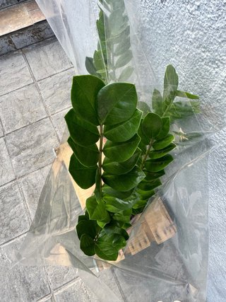 Zamioculca 65 cm