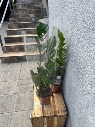 Zamioculca 65 cm