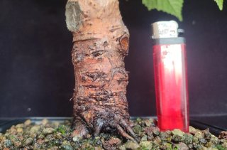 Pre bonsai Tilo REBAJADO