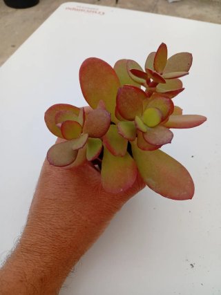 Clássula Ovata