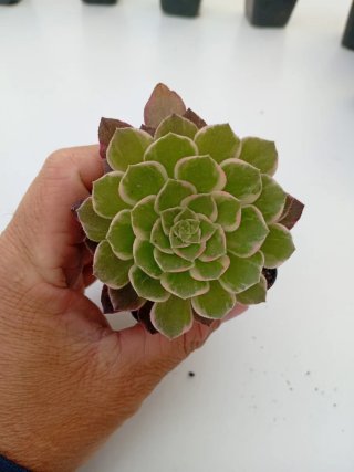 Aeonium Kaleidoscope