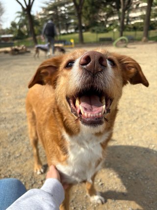Paseadora y cuidadora de perros DESDE 7€