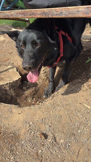 Paseadora y cuidadora de perros DESDE 7€