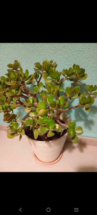 Árbol de Jade