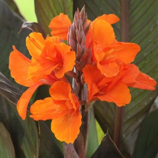 Próximamente!! Plantón Canna Jivago