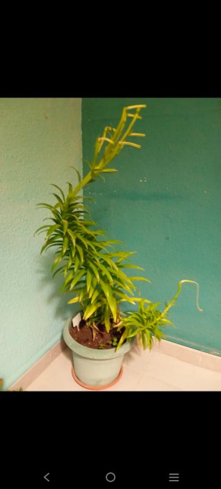 Lilium Longiflorum Azucena Blanca