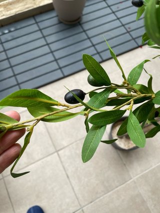 OFERTA ESPECIAL!!! Planta olivo artificial 2x 150€