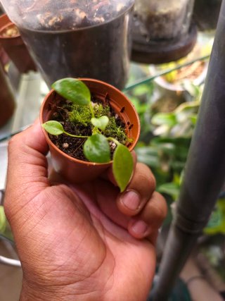 Anthurium Wendlingeri planta joven