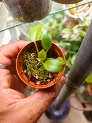 Anthurium Wendlingeri planta joven