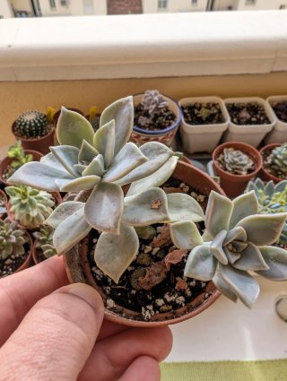 Graptopetalum paraguayense