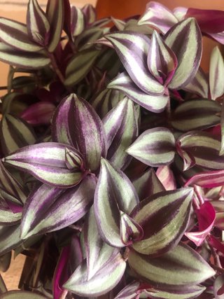 Planta Tradescantia Zebrina