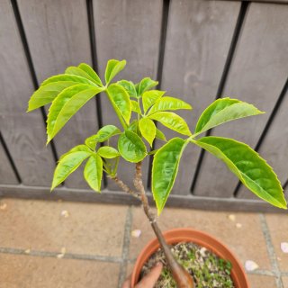 Ceiba speciosa Palo Borracho Bonsai