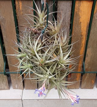 Tillandsia Planta de Aire