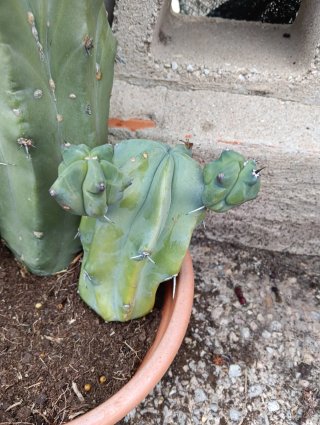 Cactus Monster frutal lote x3