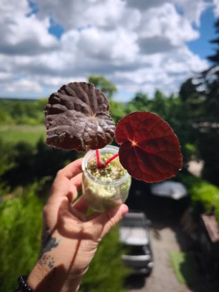 Begonia Xanthina Lazuli