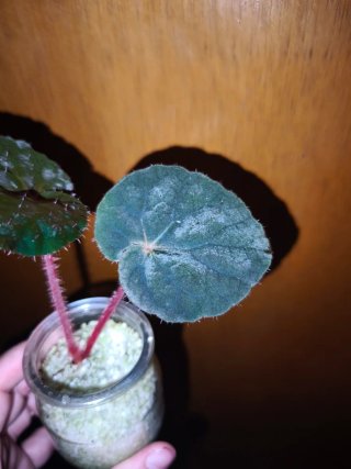 Begonia Xanthina Lazuli