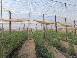 Casa rural en venta en Motril pueblo en Motril