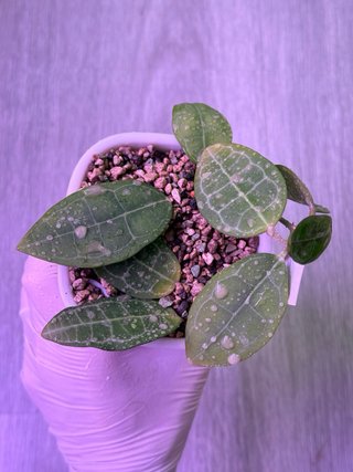 Hoya elliptica