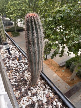 Cactus Columnares Mexicanos Coleccionista