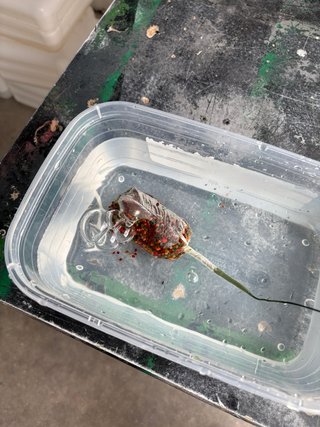 10 Bolsas PVA listas para pesca