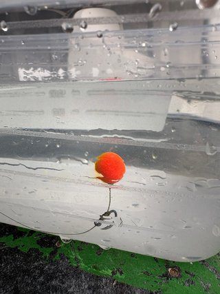 10 Bolsas PVA listas para pesca