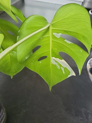Esqueje Monstera Variegata Enraizado
