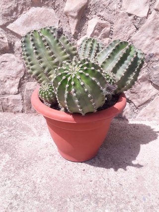 Cactus Echinopsis Flor Maravillosa