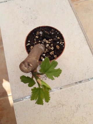 Pre-bonsai esqueje Higuera.