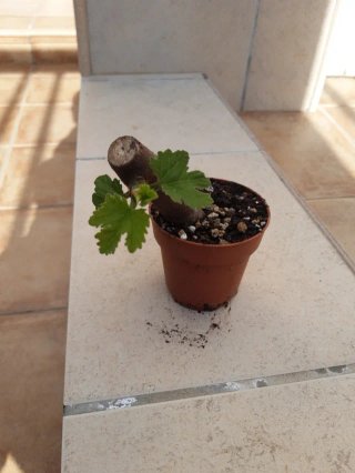Pre-bonsai esqueje Higuera.