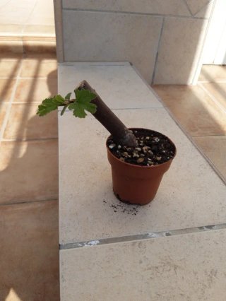 Pre-bonsai esqueje Higuera.