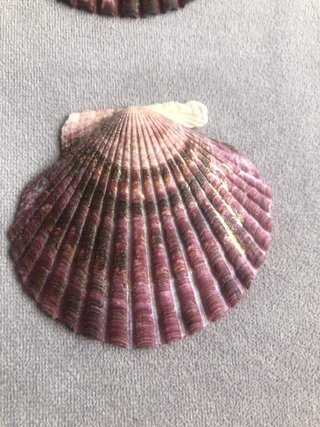 6 Conchas de Vieira Pequeñas