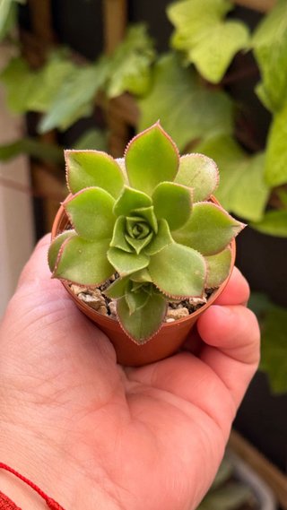 Aeonium Decorum Planta Suculenta
