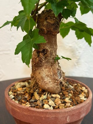 Bonsái Arce Burgerianos