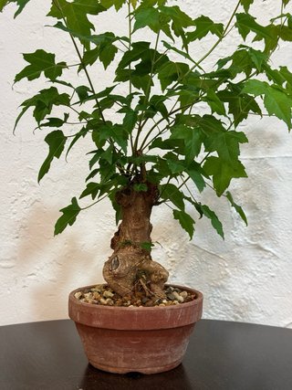 Bonsái Arce Burgerianos