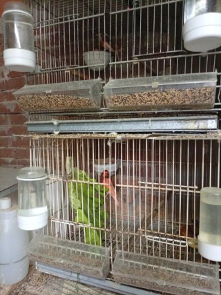 Jaulas para pájaros