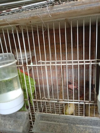 Jaulas para pájaros