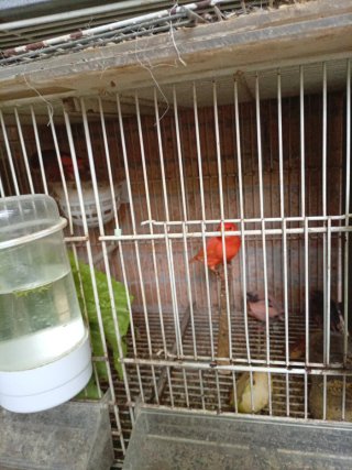 Jaulas para pájaros