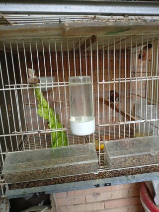 Jaulas para pájaros