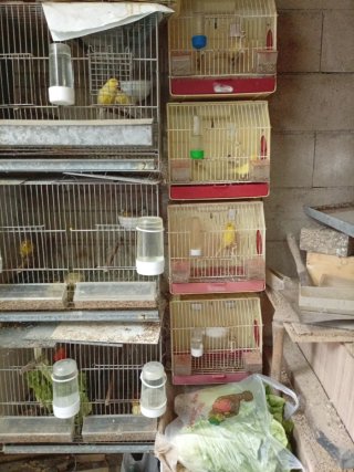 Jaulas para pájaros