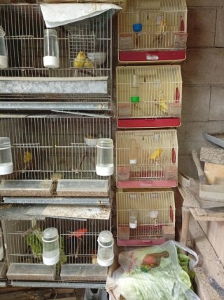 Jaulas para pájaros
