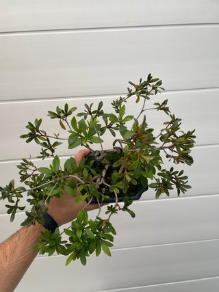 Bonsái Shohin Azalea