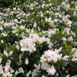 Bonsái Shohin Azalea