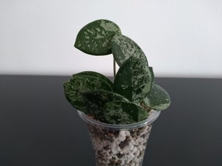 Hoya Mathilde Silver Splash
