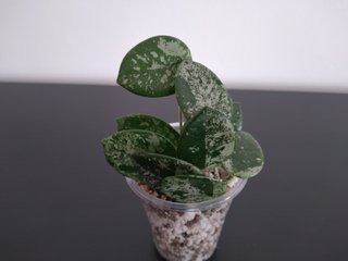 Hoya Mathilde Silver Splash